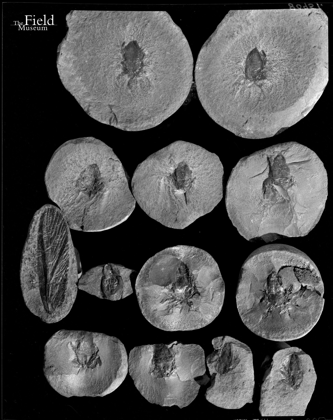 Throwback Thursday #188: Field Museum Photos – Mazon Creek Fossils