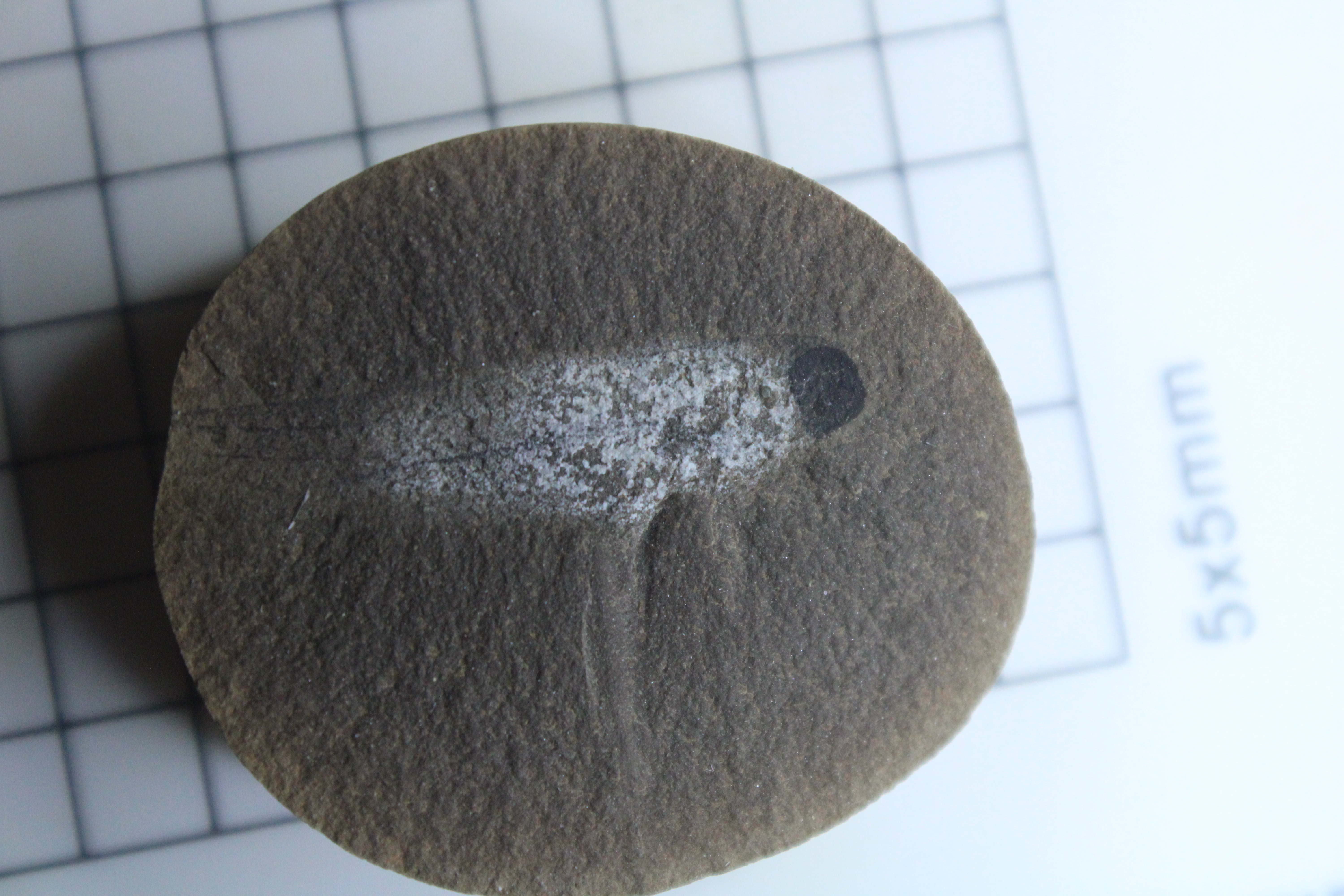 Fossil Friday #191: Acanthodes beecheri