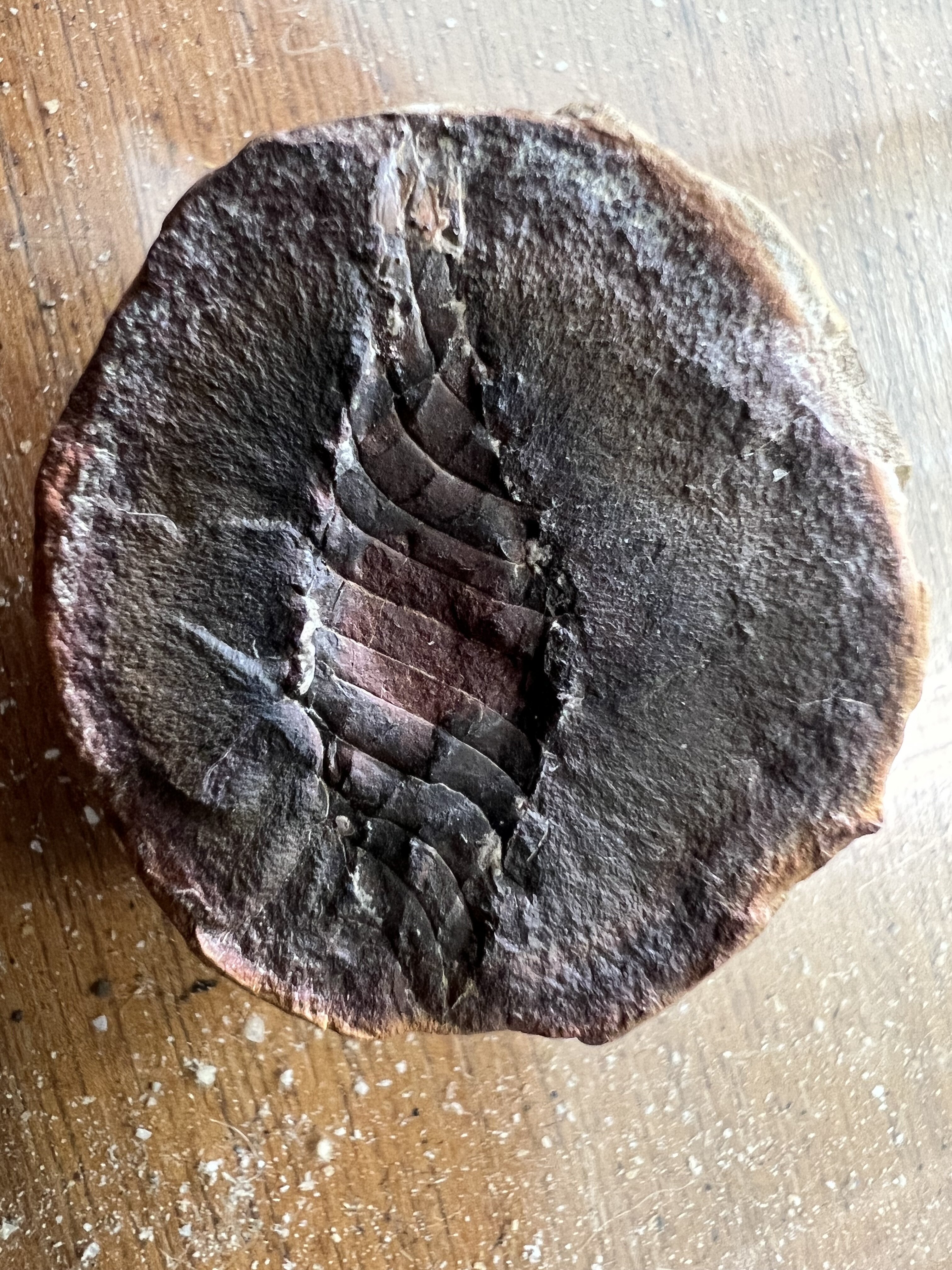 Fossil Friday #192: Palaeoxyris lewisi