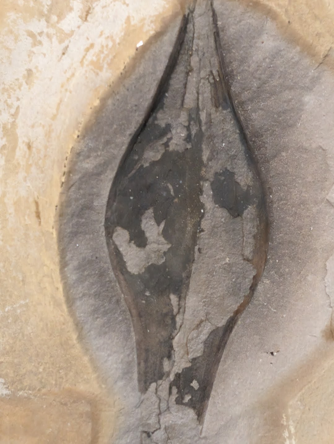 Mazon Monday #195: Vetacapsula cooperi