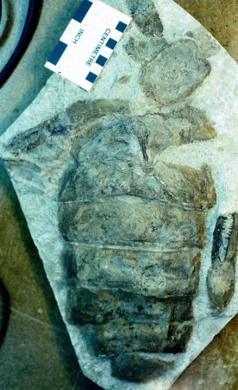 Paleontology Is Far More Than New Fossil Discoveries: Understanding the ancient past is critical to responding to challenges we face in the future