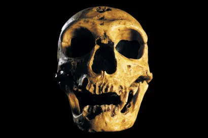 Morning Person? You Might Have Neanderthal Genes to Thank