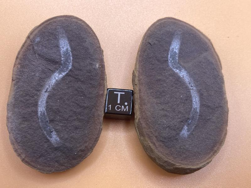 Fossil Friday #190: Squirmarius testai