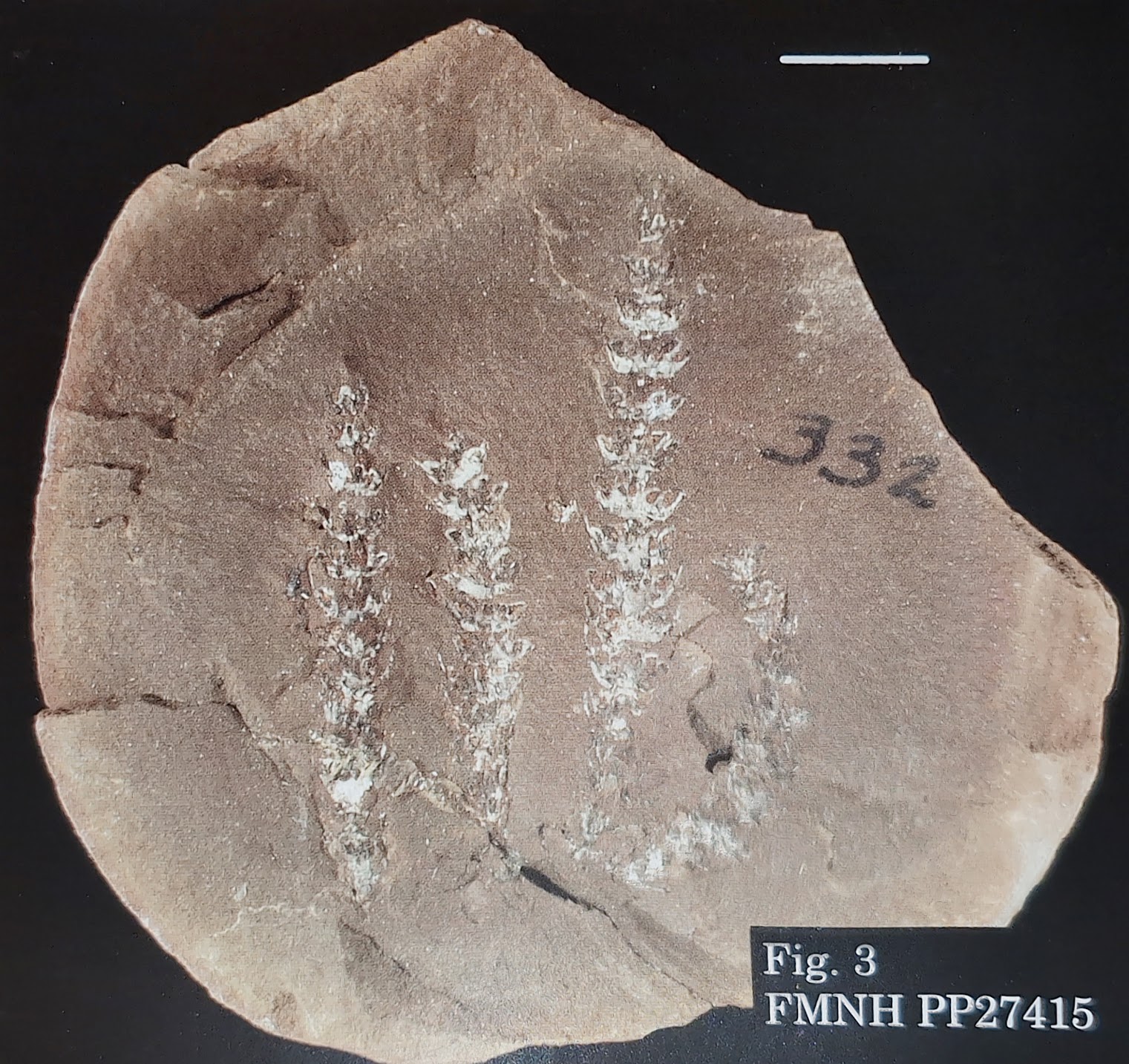 Mazon Monday #197: Palaeostachya