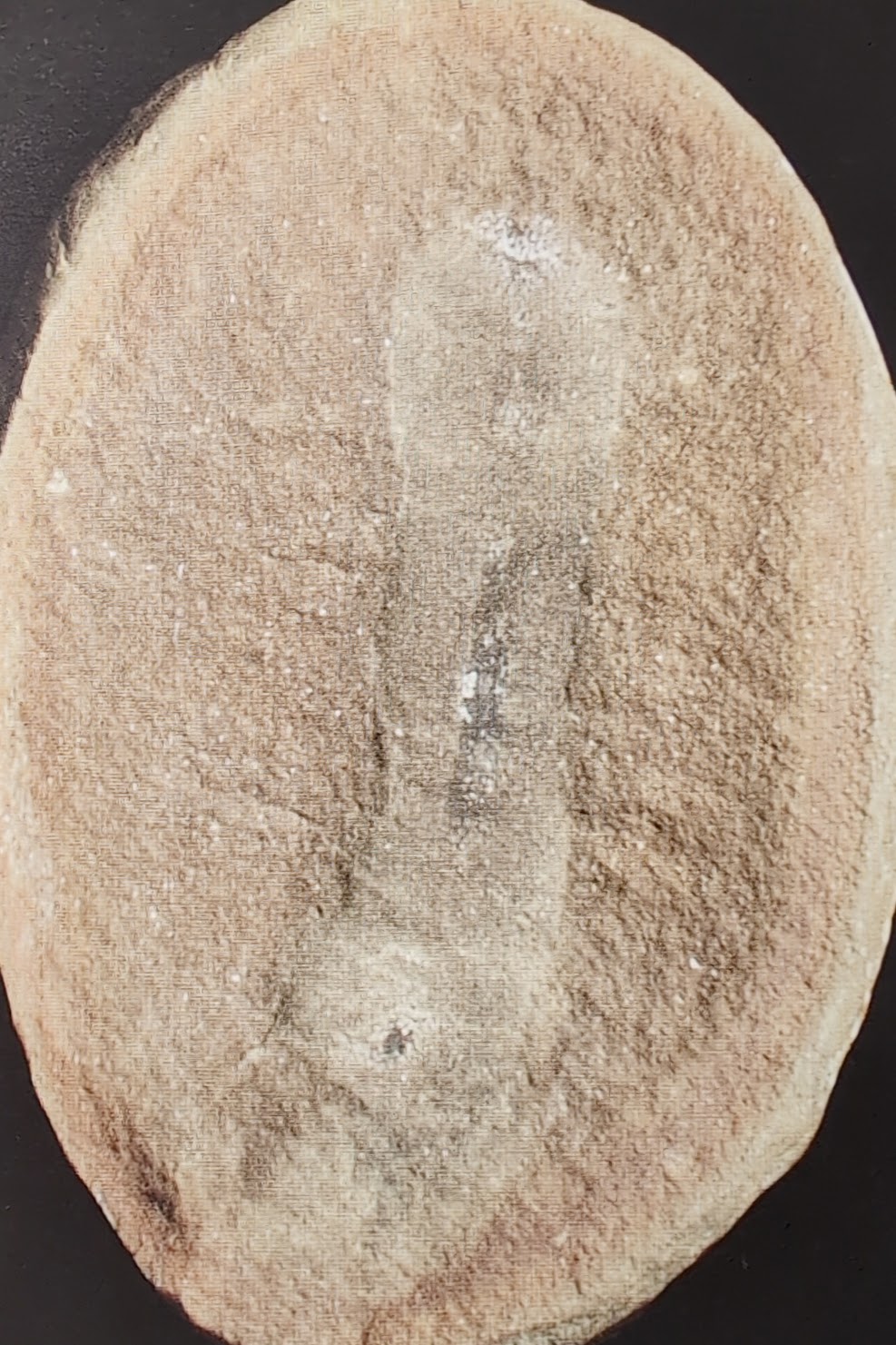 Mazon Monday #198: Priapulites konecniorum