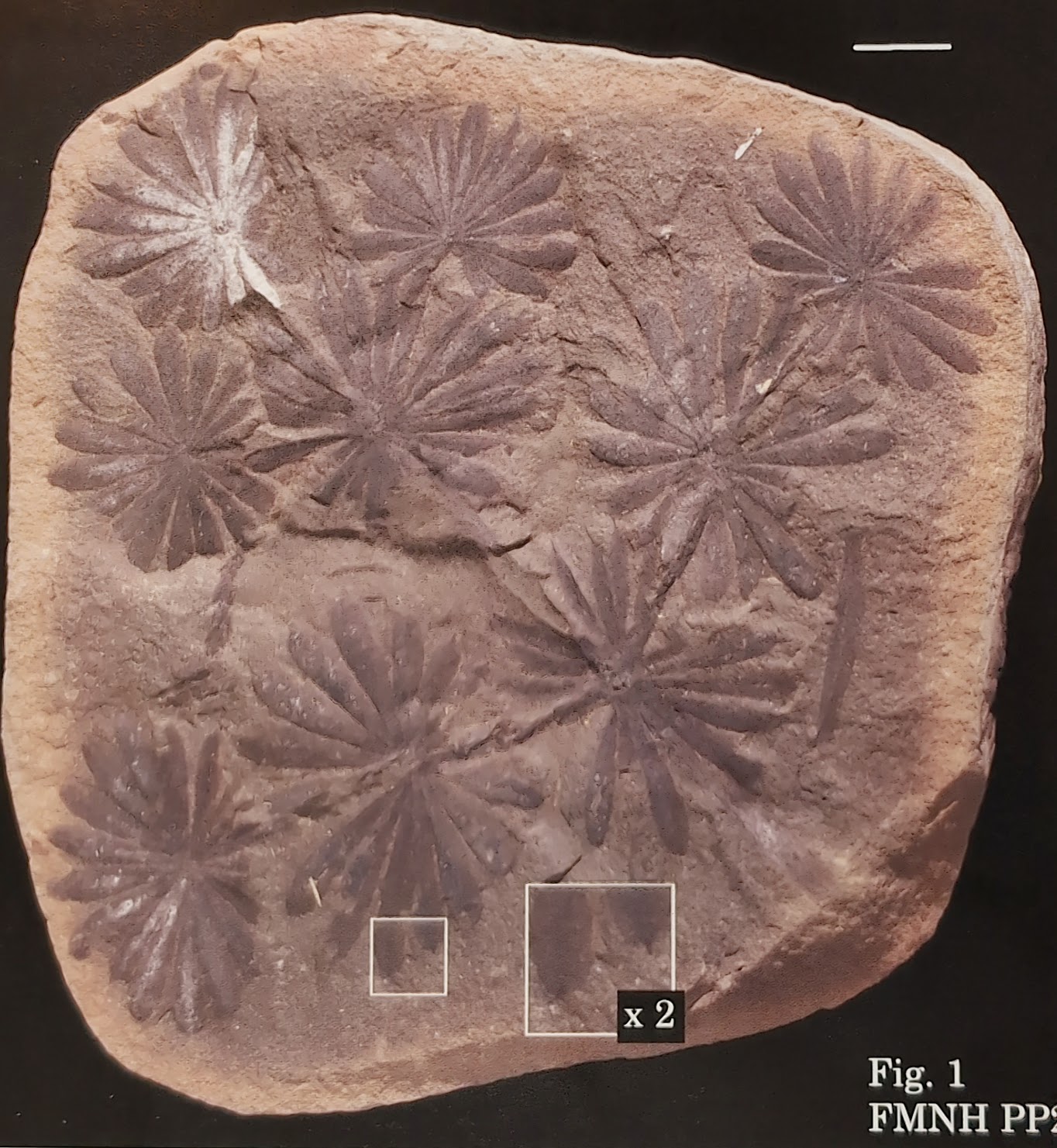 Mazon Monday #201: Annularia latifolia