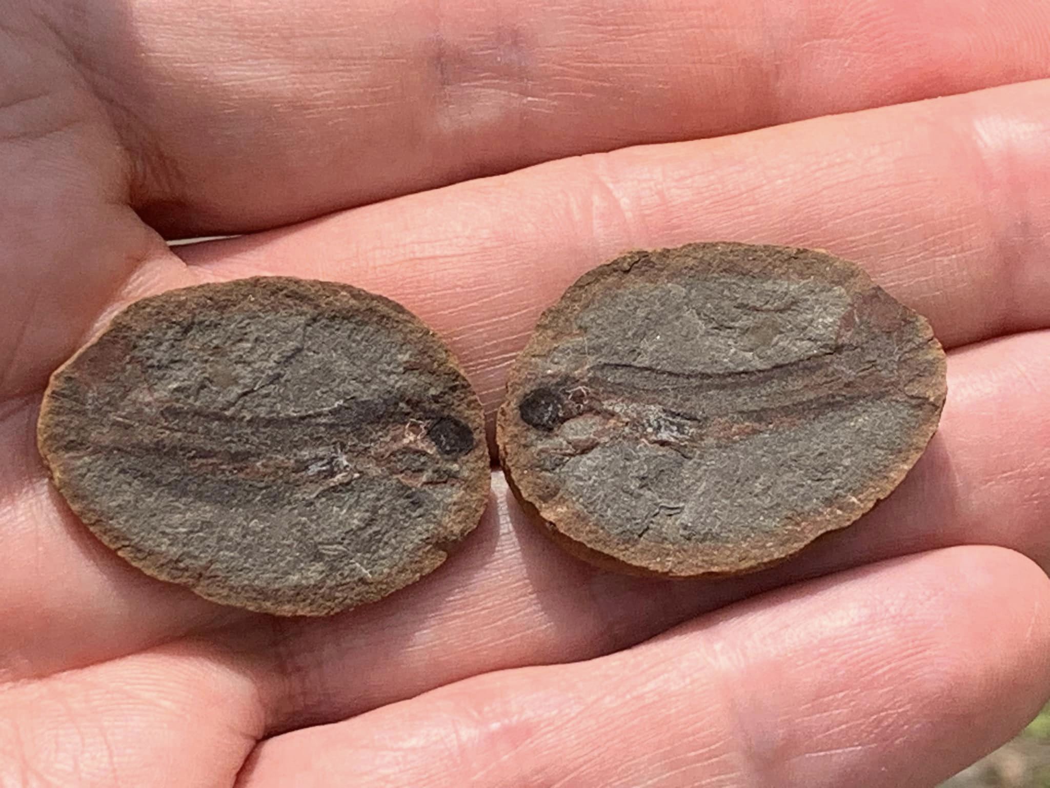 Fossil Friday #195: Acanthodes beecheri