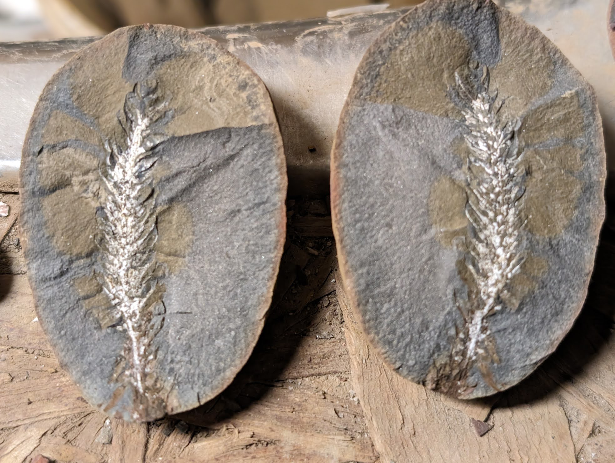 Fossil Friday #196: Calamostachys from Mazon Creek