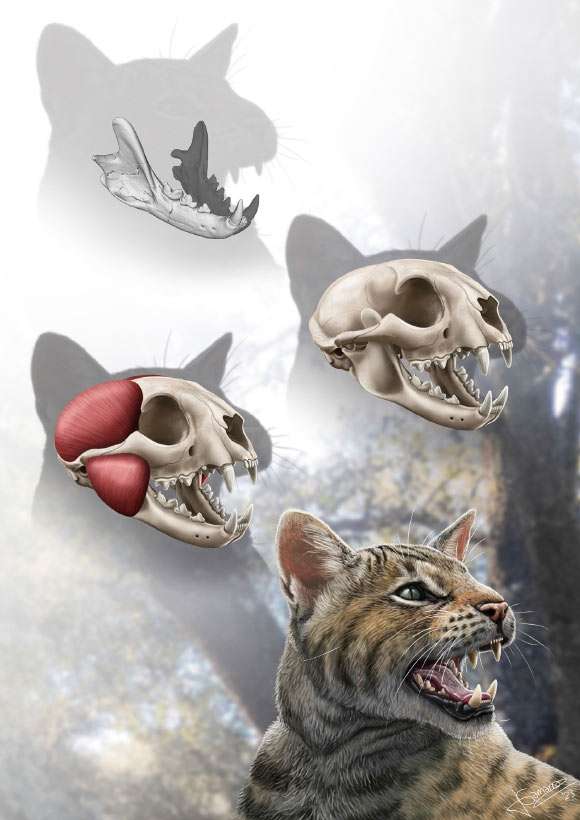 New Prehistoric Cat Species Discovered in Spain