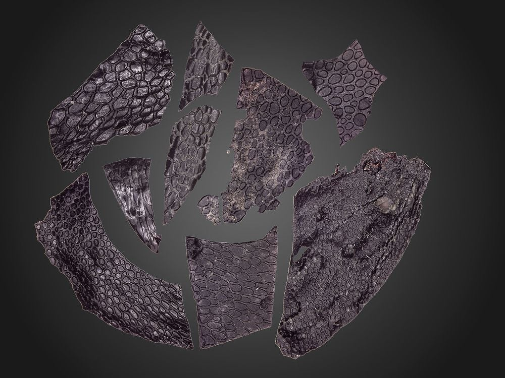 This 288-Million-Year-Old Fossilized Scrap of Skin Is the World’s Oldest