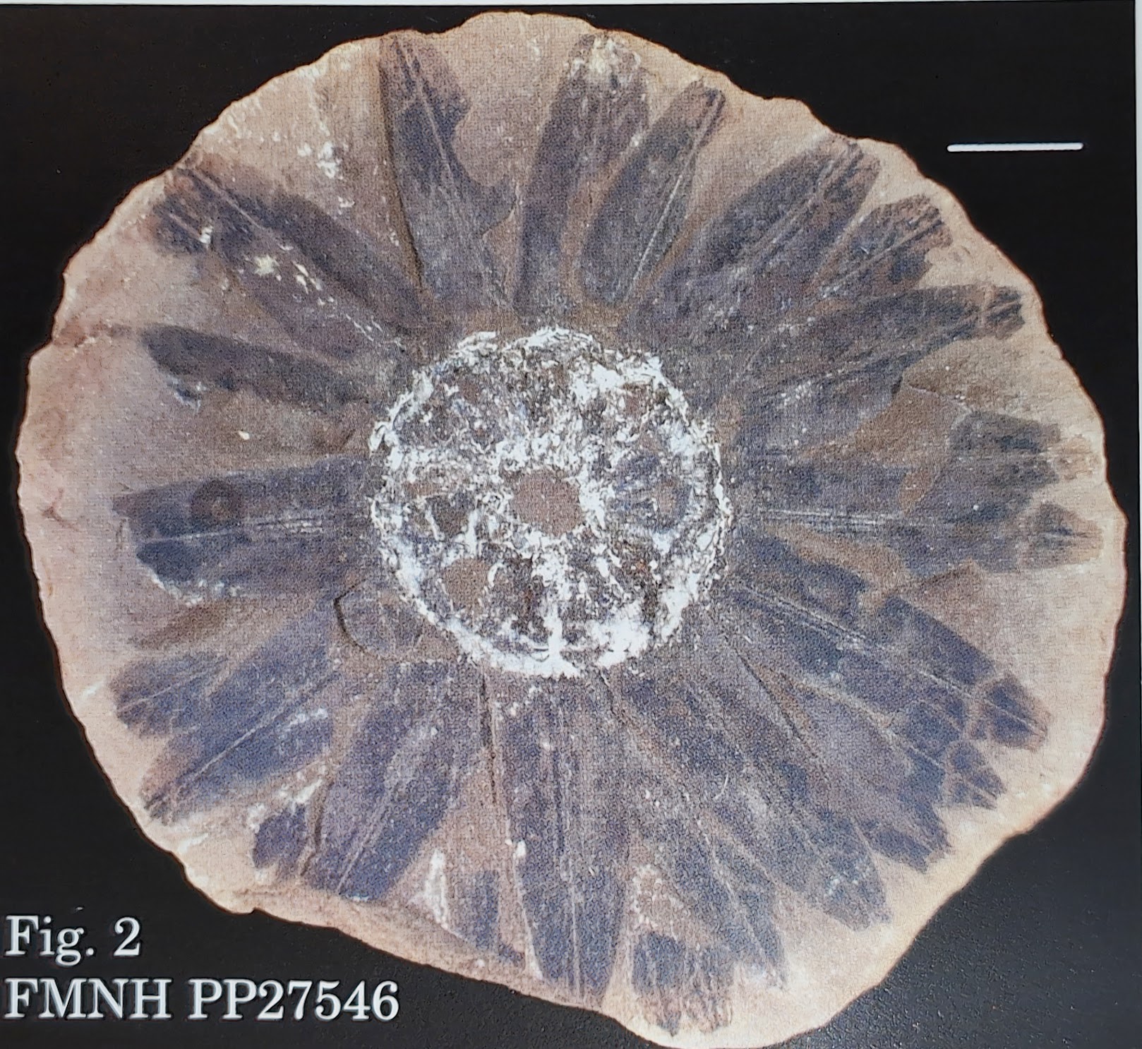 Mazon Monday #202: Lepidostrobus