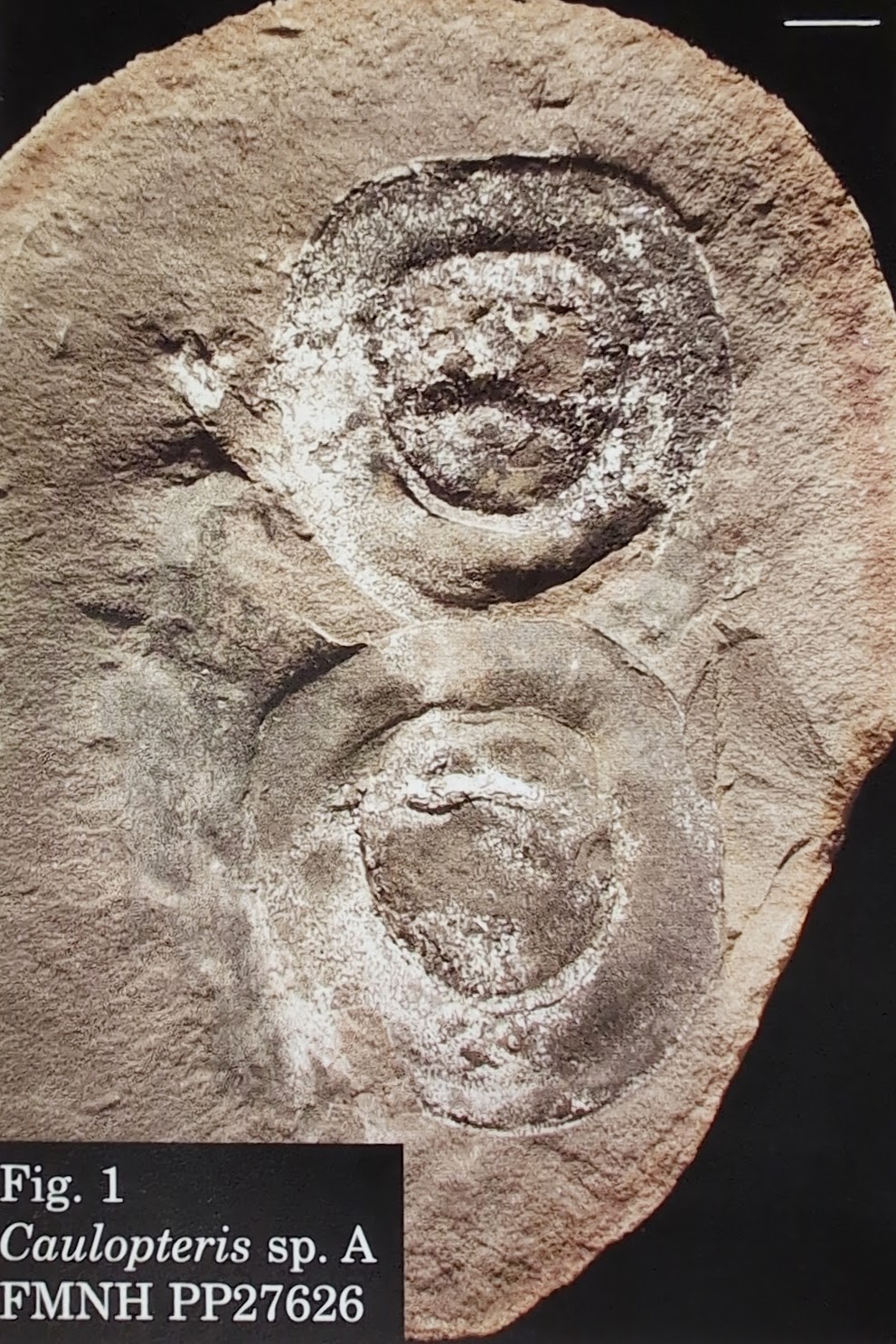 Mazon Monday #204: Caulopteris sp.