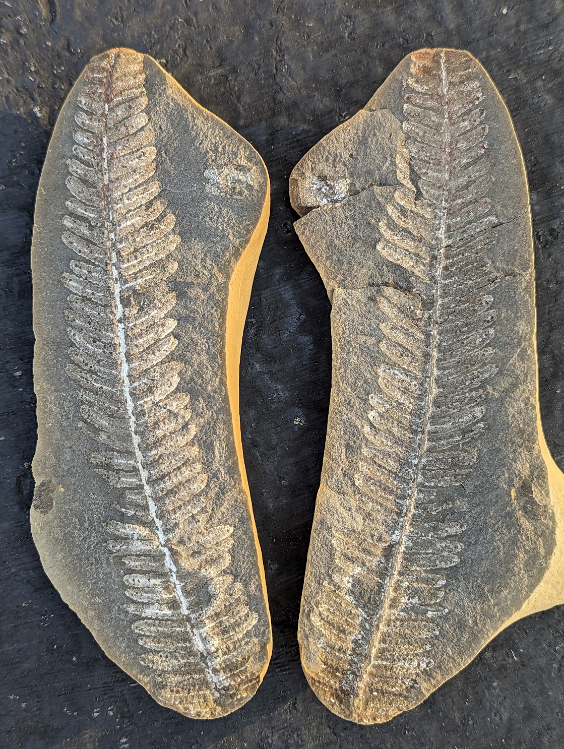 Fossil Friday #201: Crenulopteris acadica