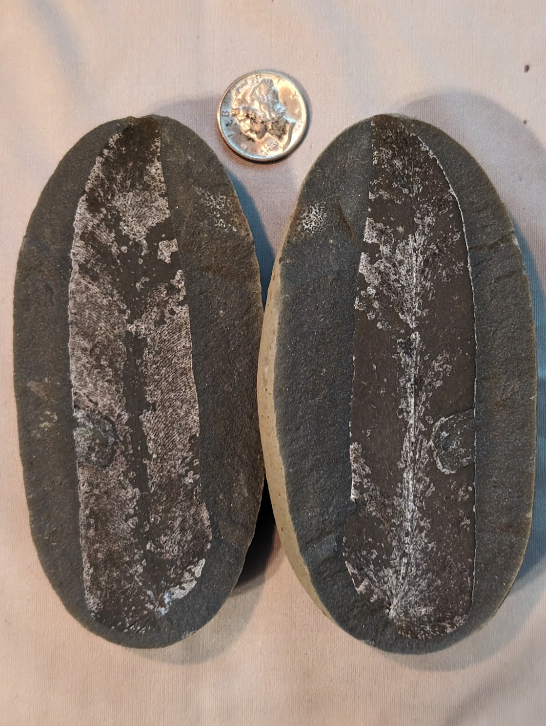 Fossil Friday #199: Macroneuropteris scheuchzeri