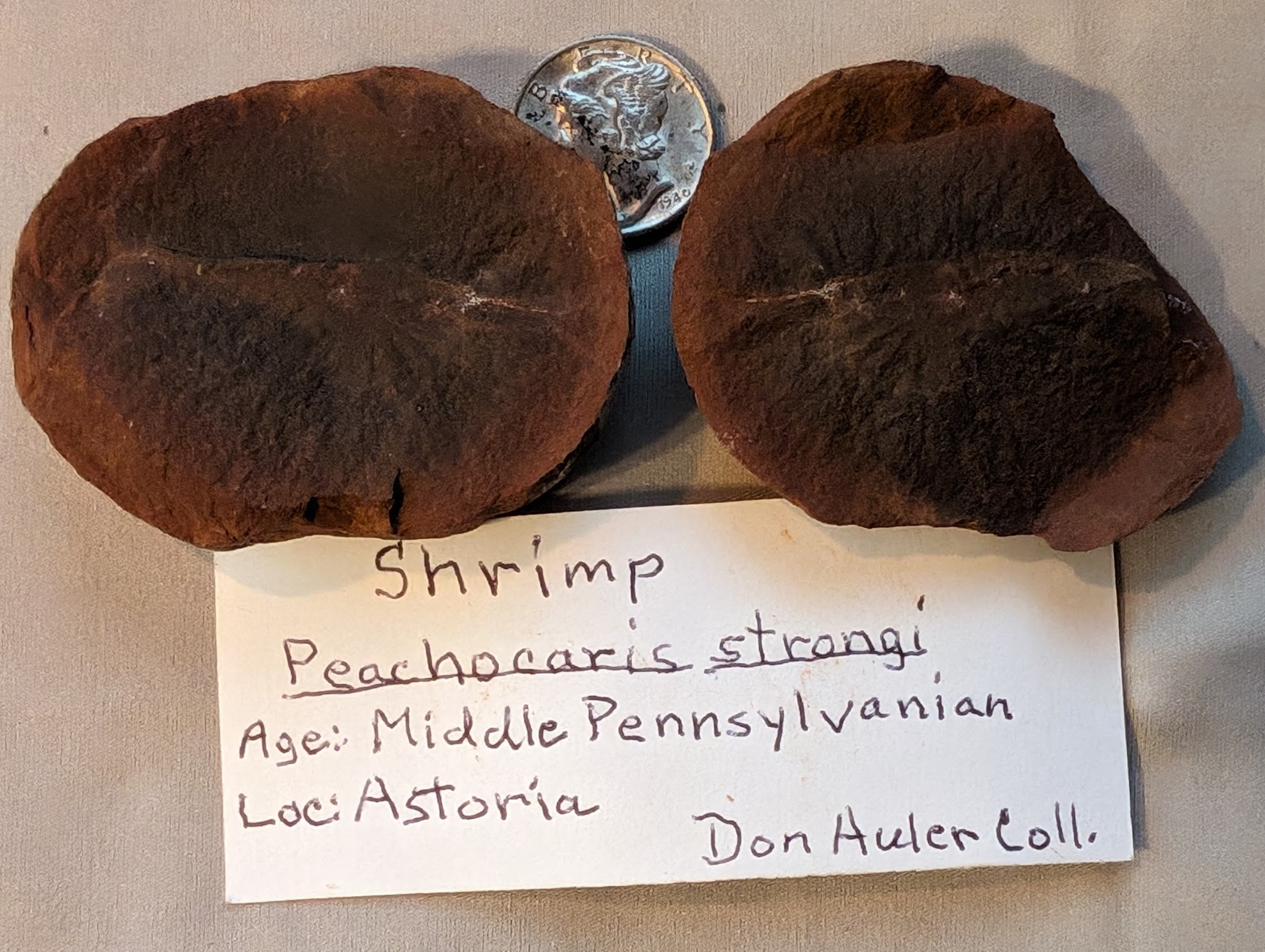 Fossil Friday #200: Peachocaris strongi