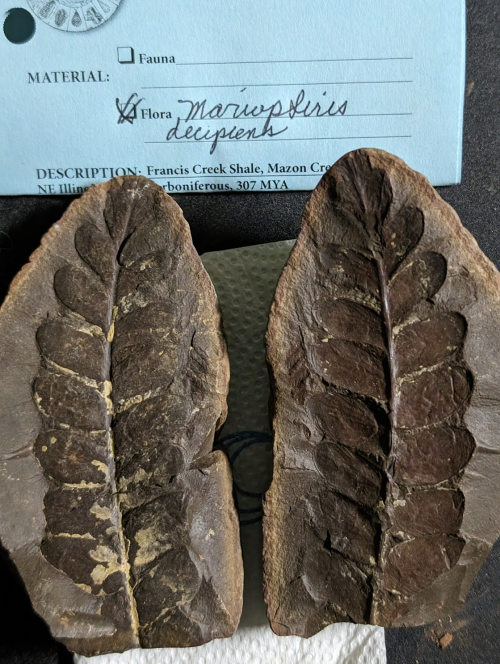 2024 ESCONI Gem, Mineral, and Fossil Show – Preview #1!