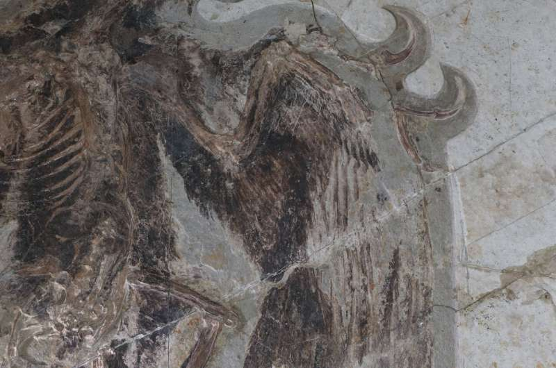 The hidden rule for flight feathers and how it could reveal which dinosaurs could fly