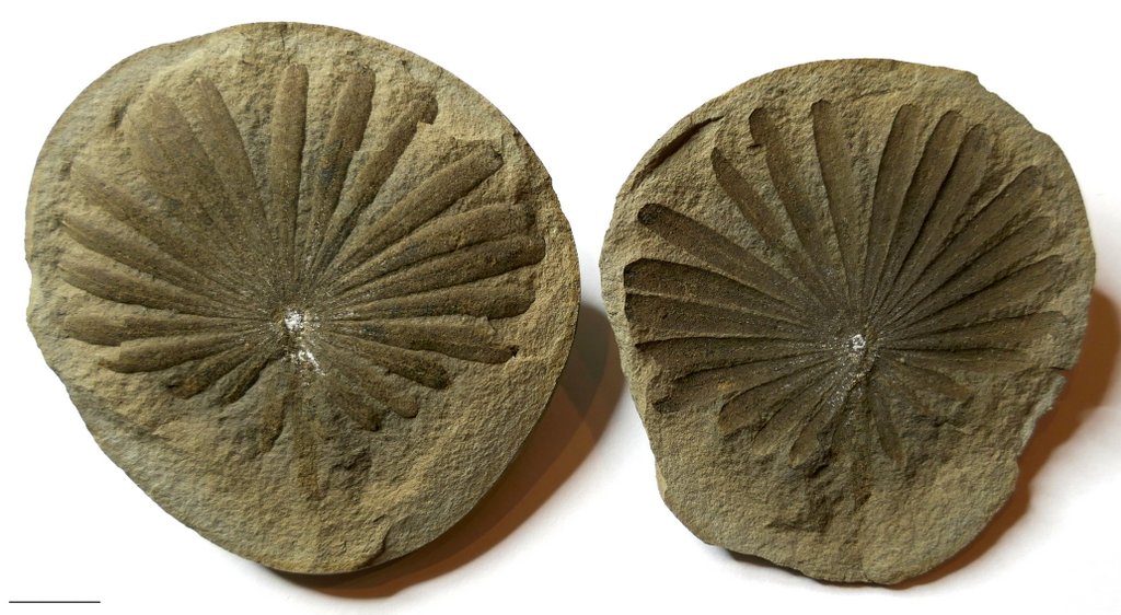 Fossil Friday #204: Annularia inflata