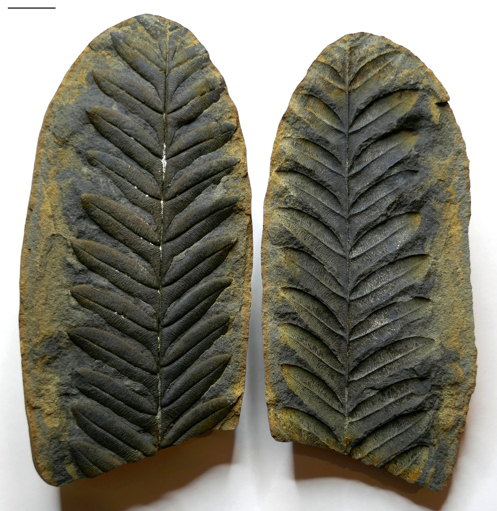 Fossil Friday #203: Alethopteris serlii from the Mazon River