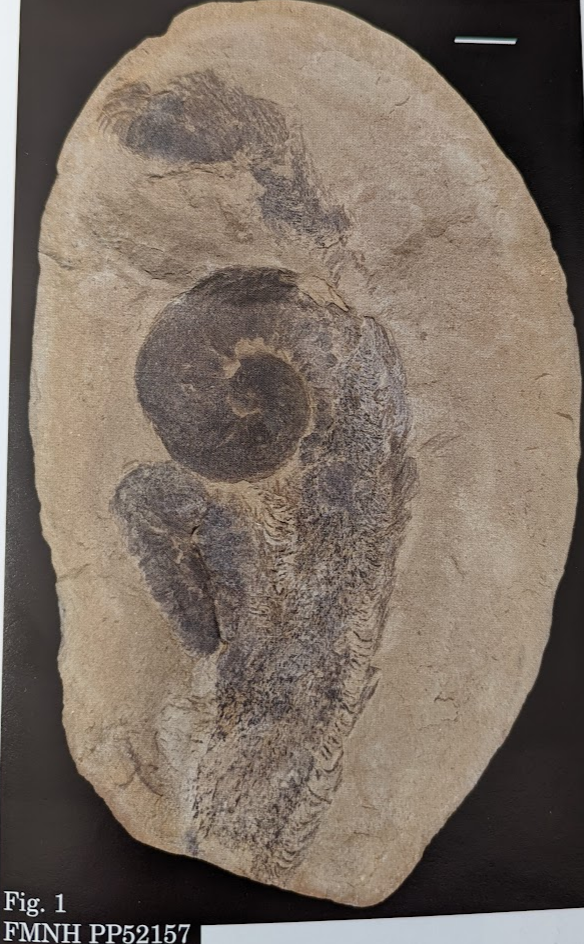 Mazon Monday #207: Spiropteris sp.