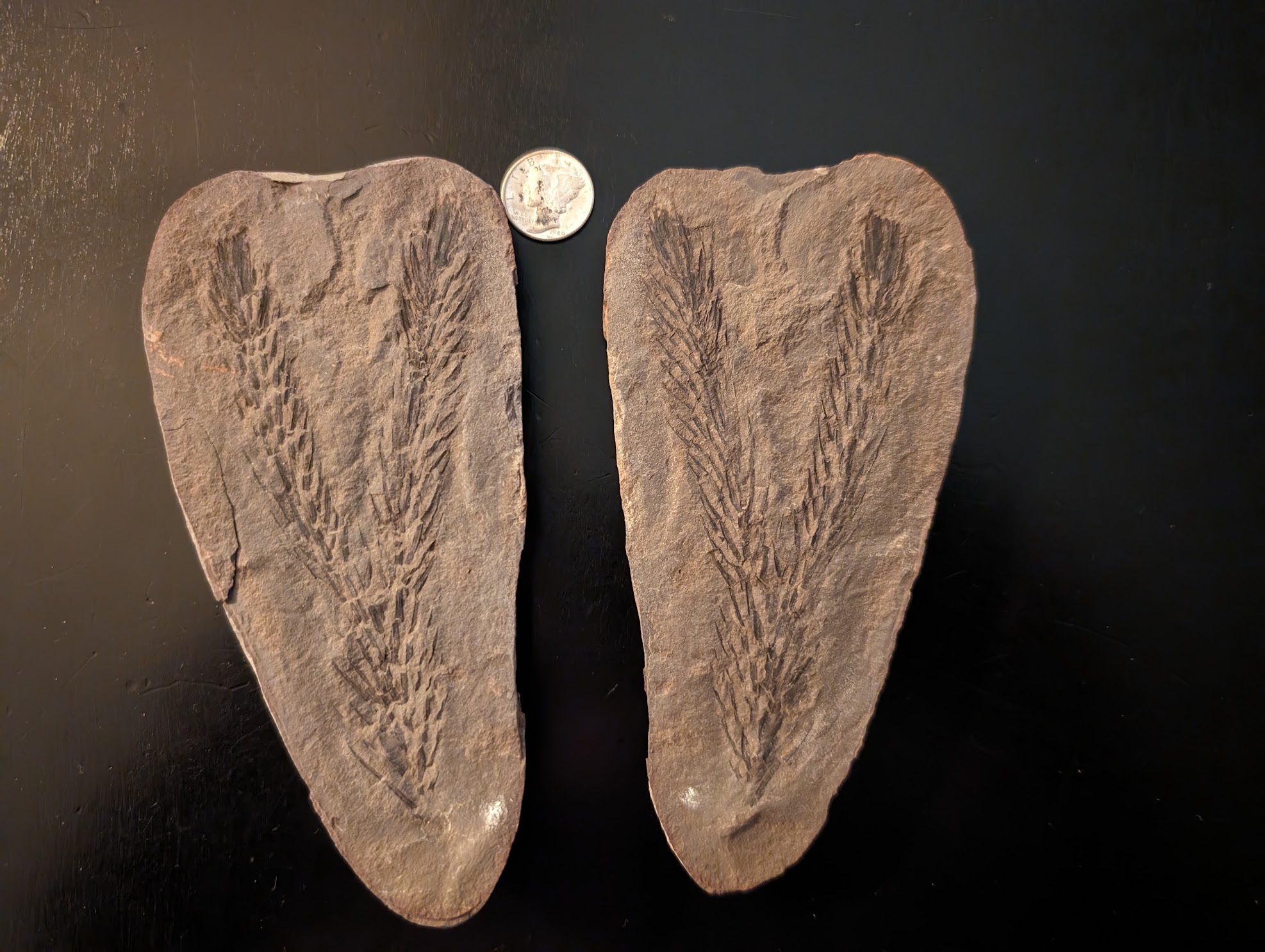 Fossil Friday #205: Bifurcated Asterophylites from Indiana