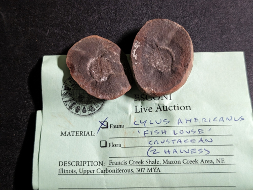 2024 ESCONI Gem, Mineral, and Fossil Show – Preview #5!