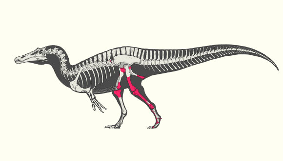 New Spinosaurid Dinosaur Species Identified in Spain
