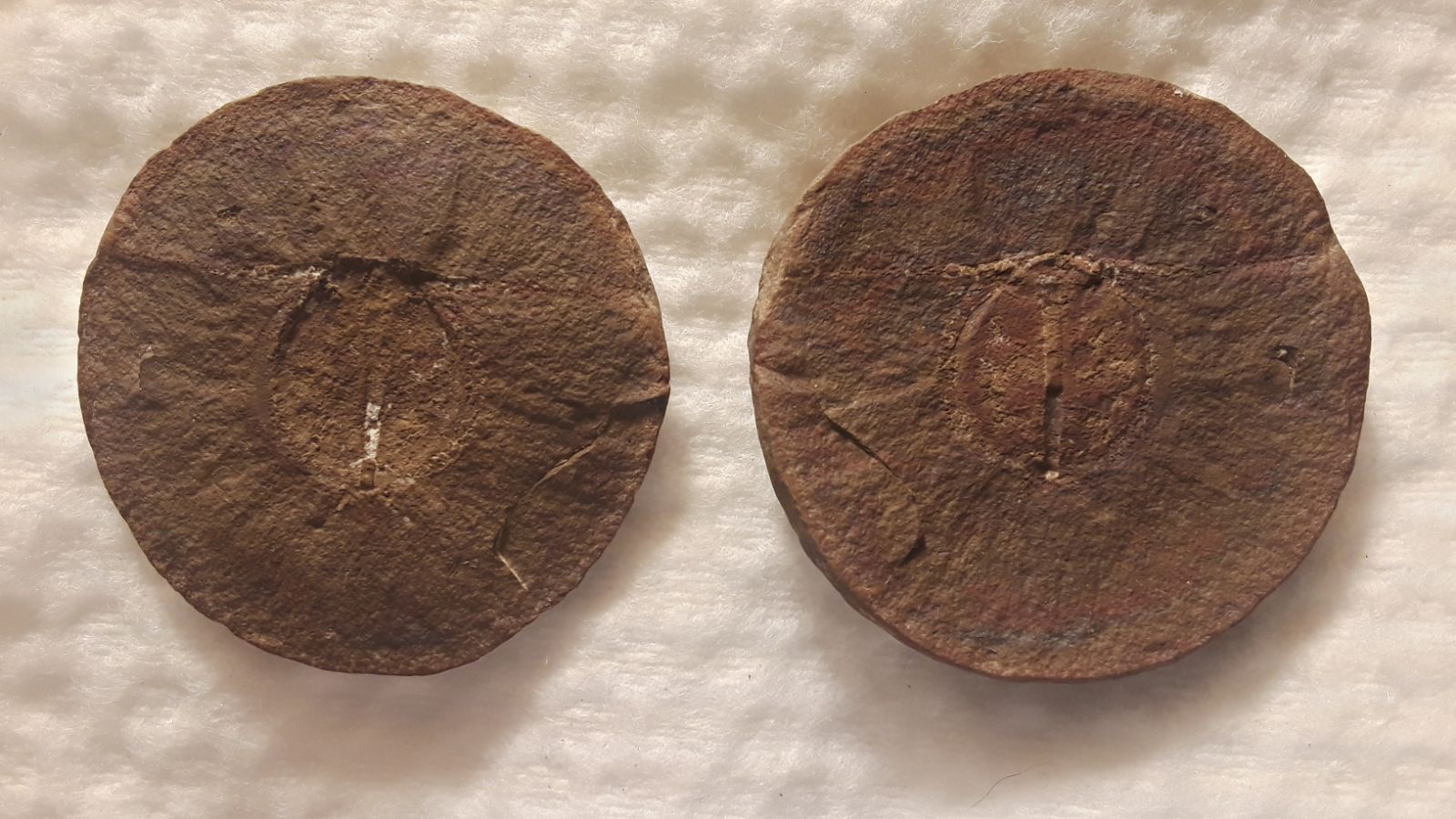 Fossil Friday #206: Cyclus americanus