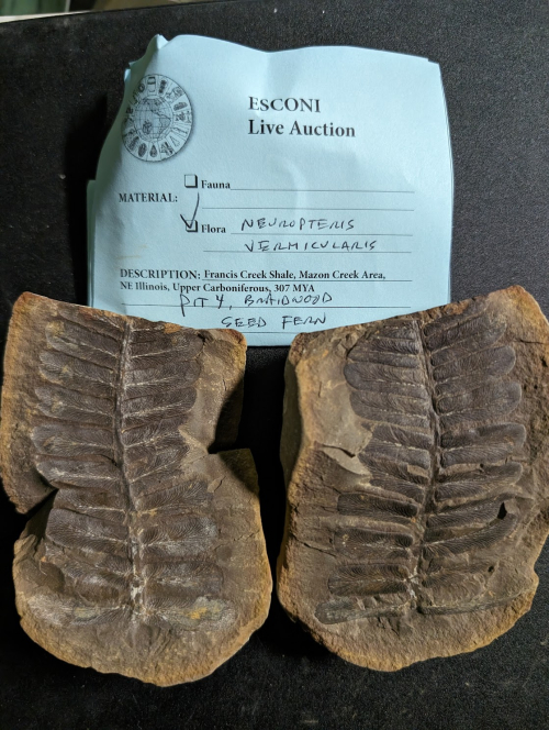 2024 ESCONI Gem, Mineral, and Fossil Show – Preview #21!