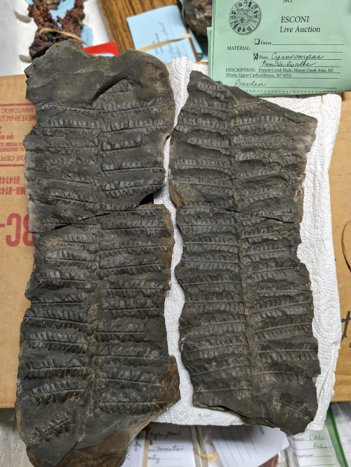 2024 ESCONI Gem, Mineral, and Fossil Show – Preview #19!