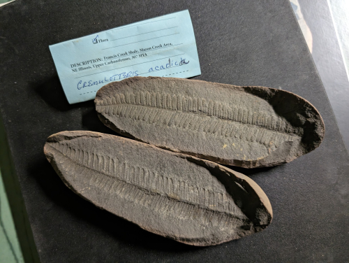 2024 ESCONI Gem, Mineral, and Fossil Show – Preview #9!