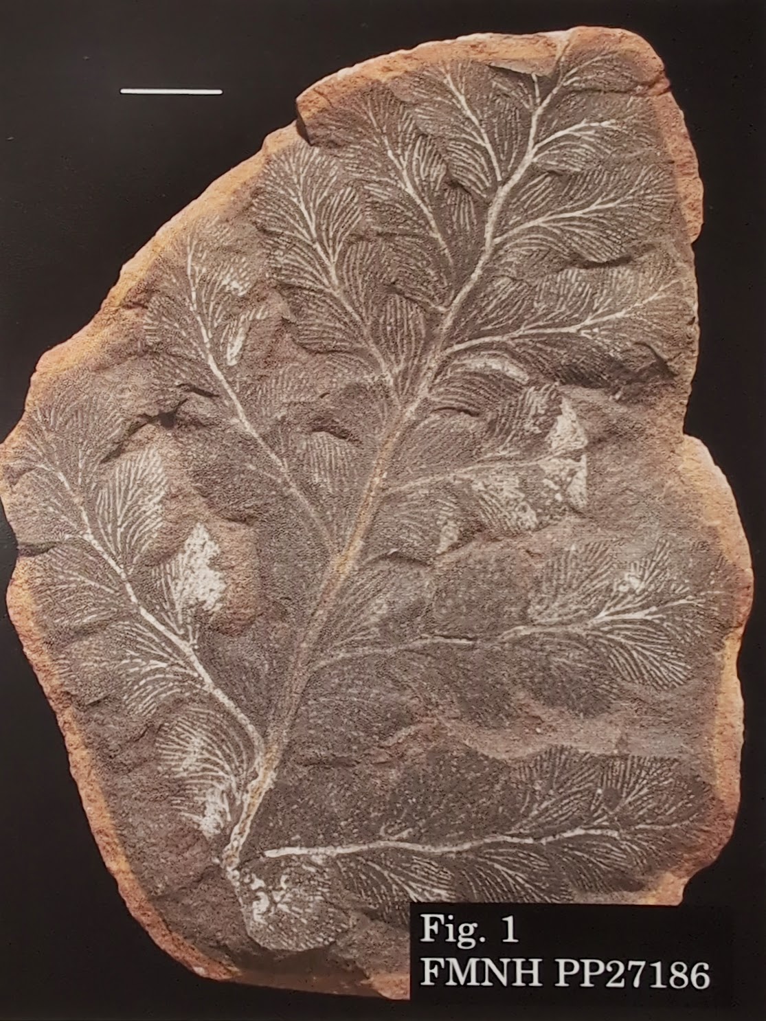 Mazon Monday #211: Mariopteris wilmingtonense