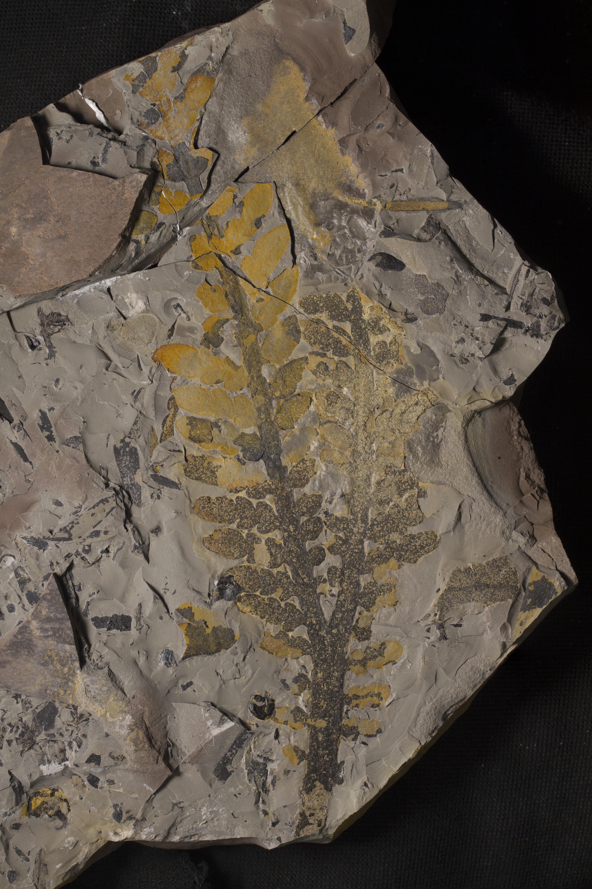 Fossil Friday #207: Fossils from the Permian of Jordan