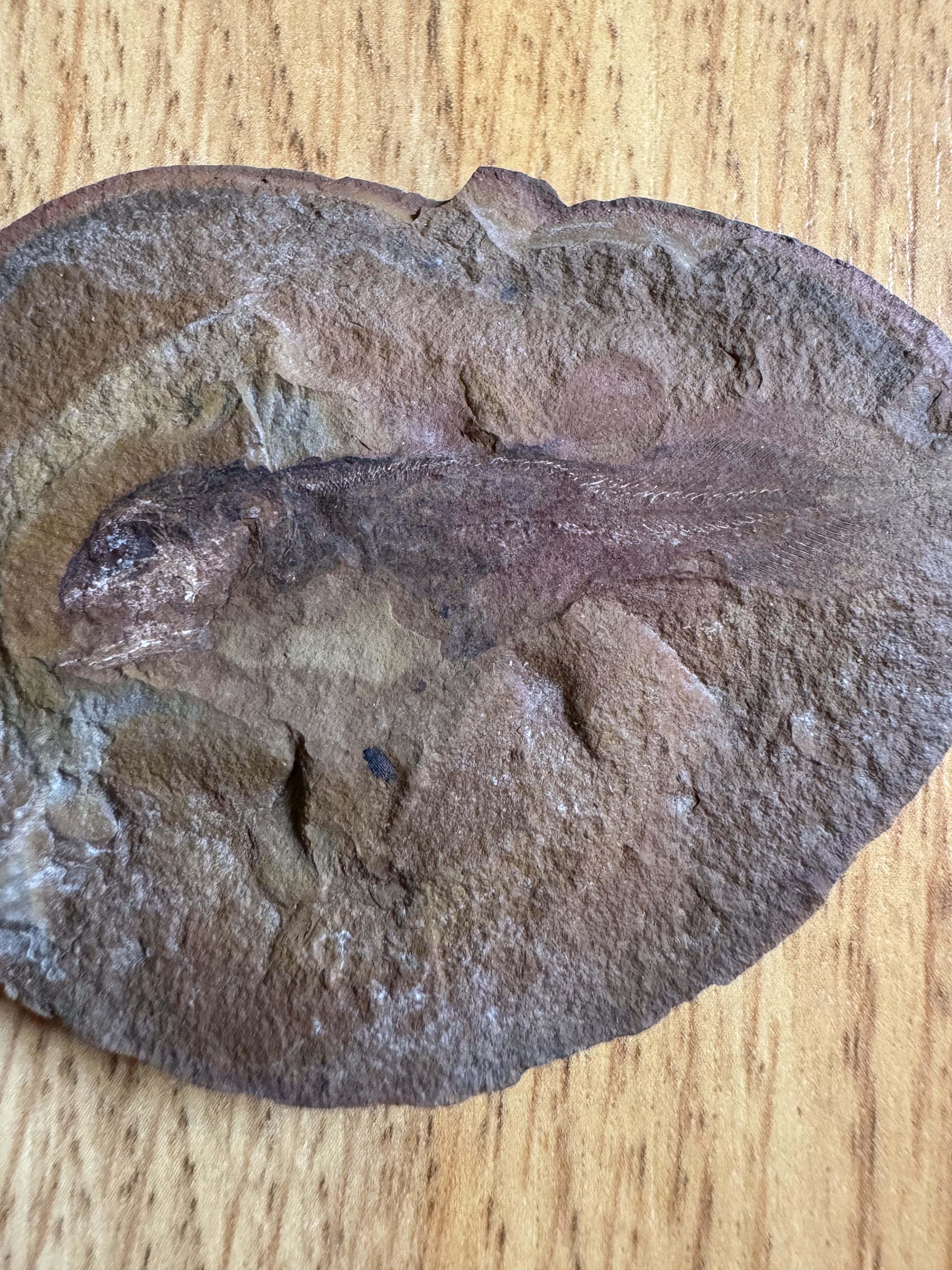 Fossil Friday #210: Rhabdoderma exiguum