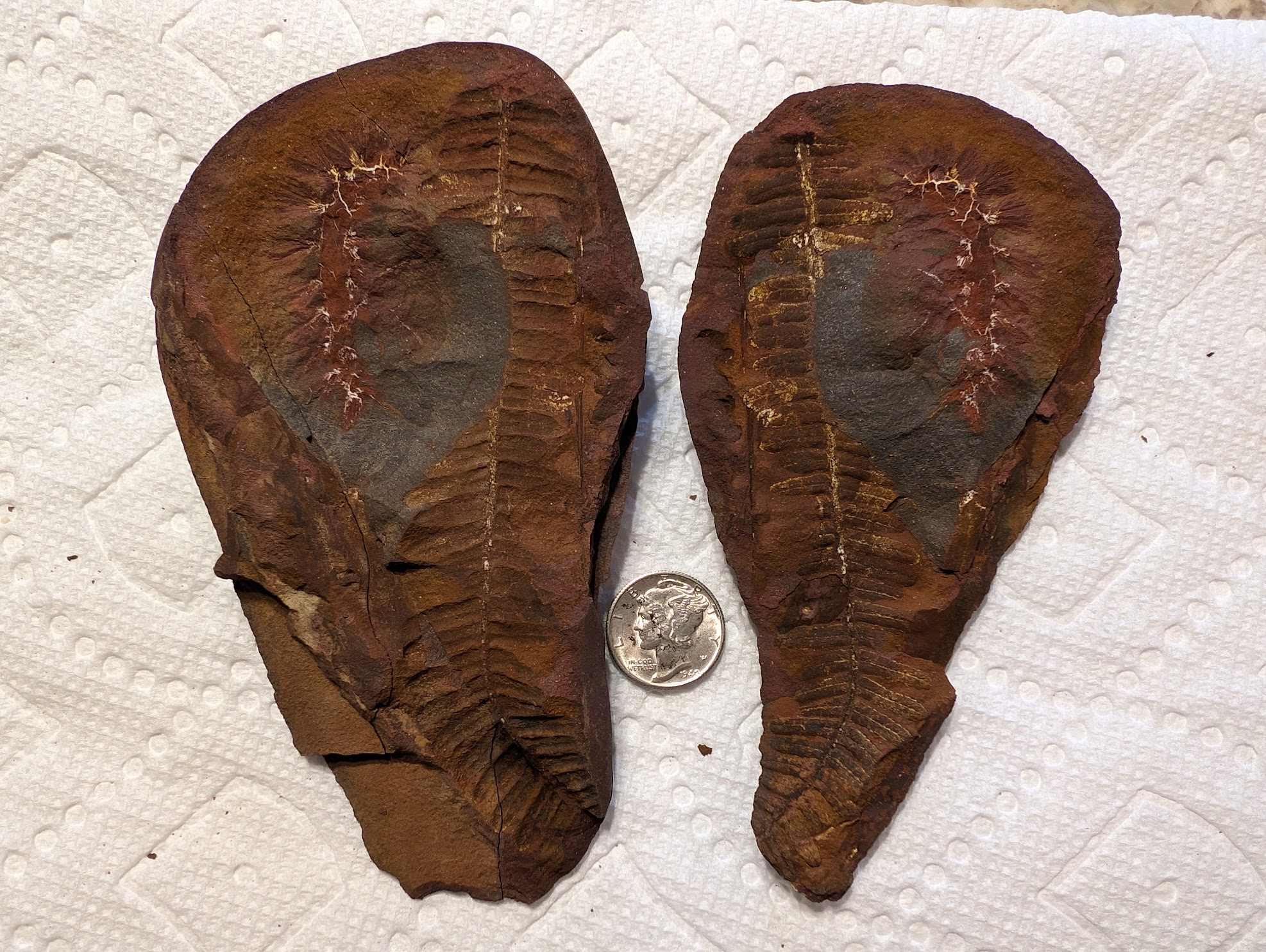 Fossil Friday #209: Palaeocampa anthrax