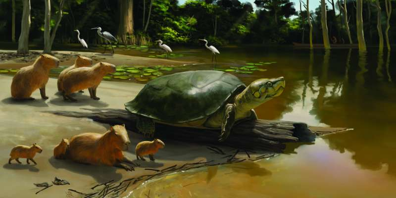 Newly discovered fossil of giant turtle is named after Stephen King novel character