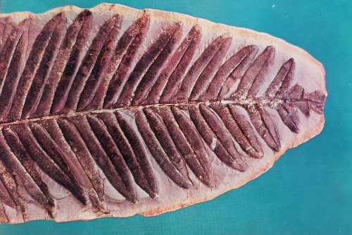 Mazon Monday #213: Postcards from Mazon Creek