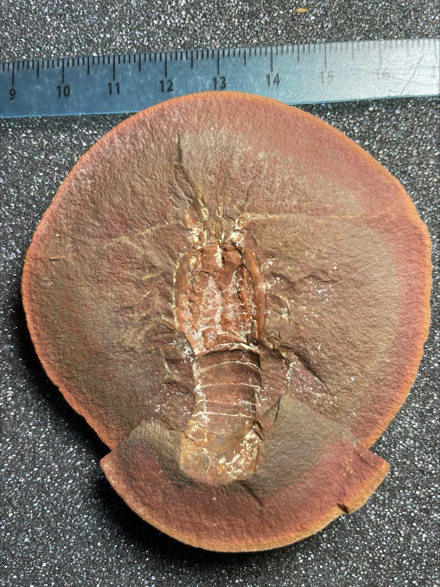 Fossil Friday #208: Mamayocaris jaskoskii