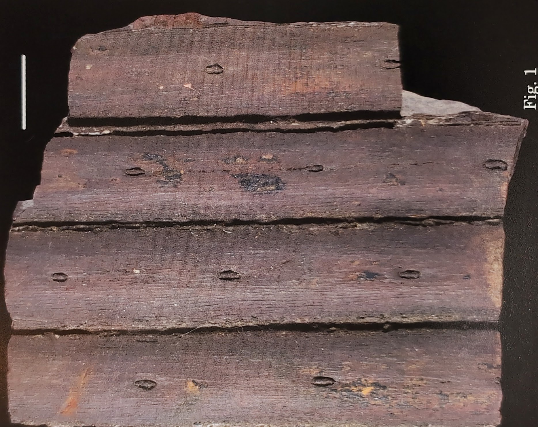 Mazon Monday #216: Syringodendron Bark