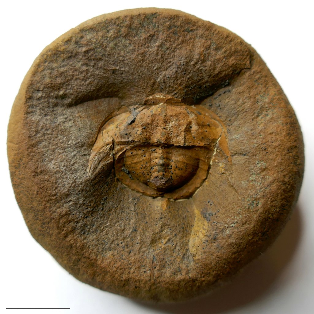 Fossil Friday #213: Euproops danae