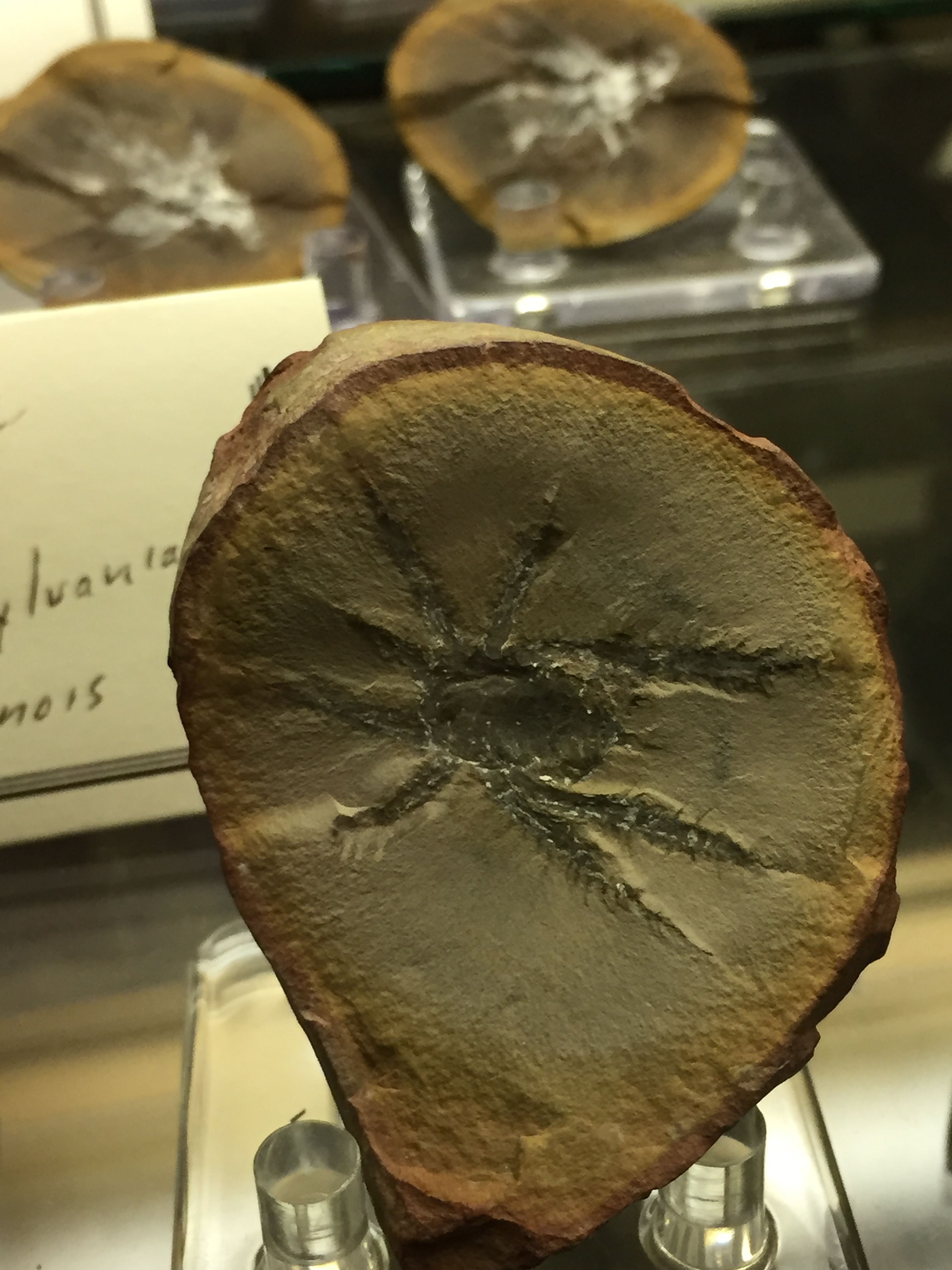 Mazon Monday #217: Douglassarachne acanthopoda