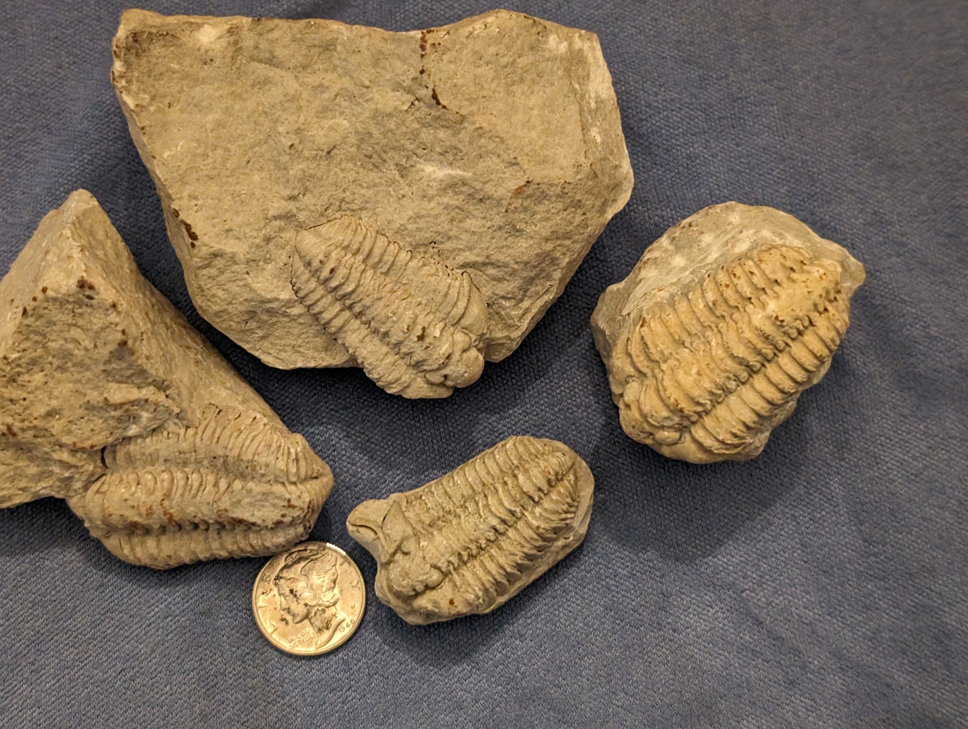 Fossil Friday #211: Lemont Calymene From the Past