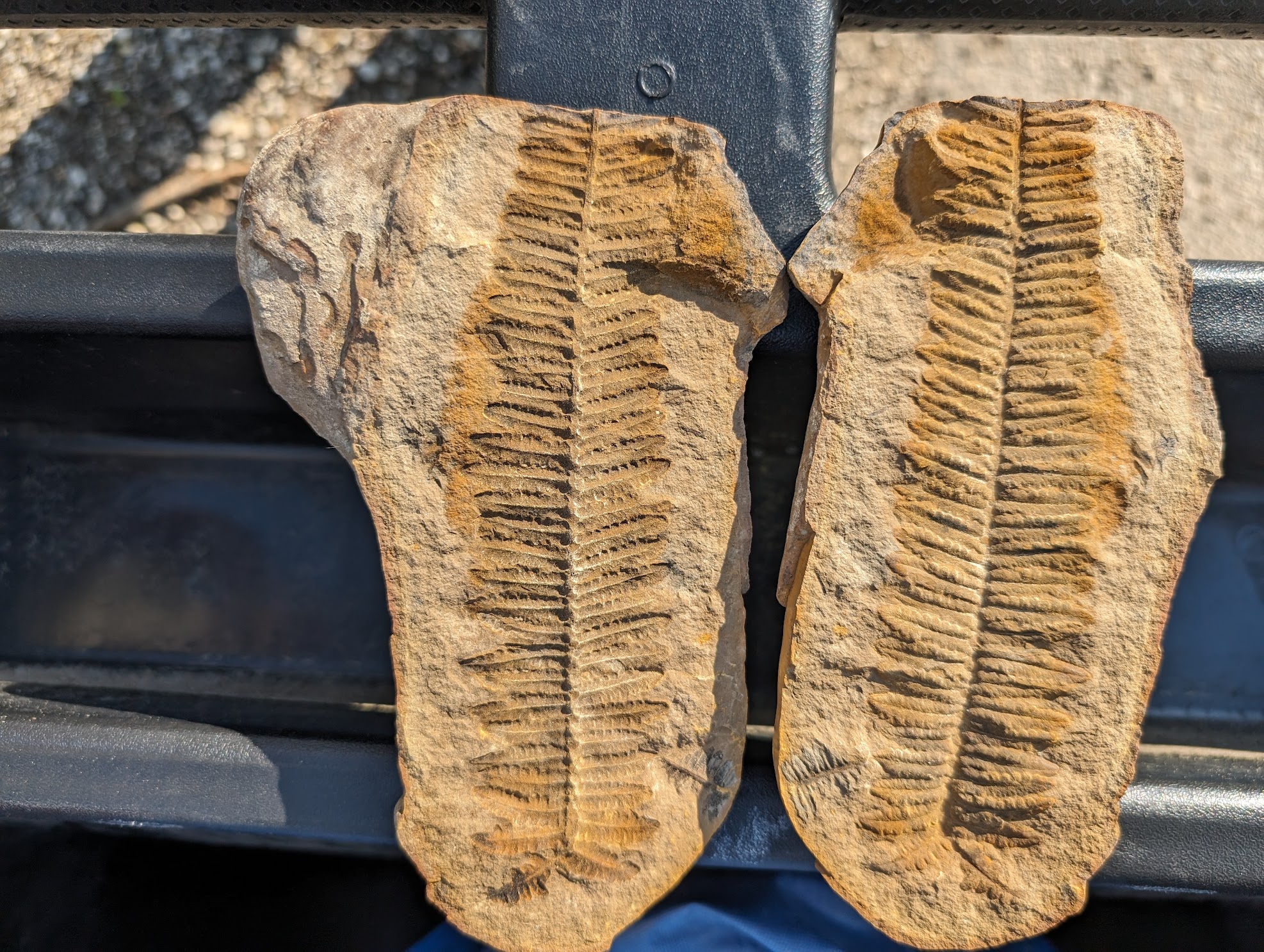 Fossil Friday #212: Mazon Creek Crenulopteris acadica