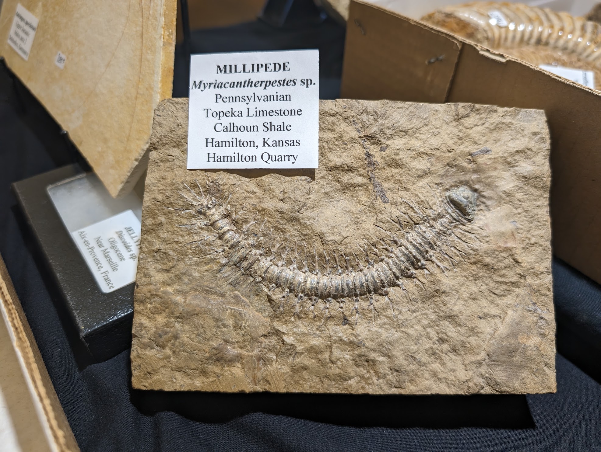 Fossil Friday #215: Another Stunning Myriacantherpestes From Kansas!