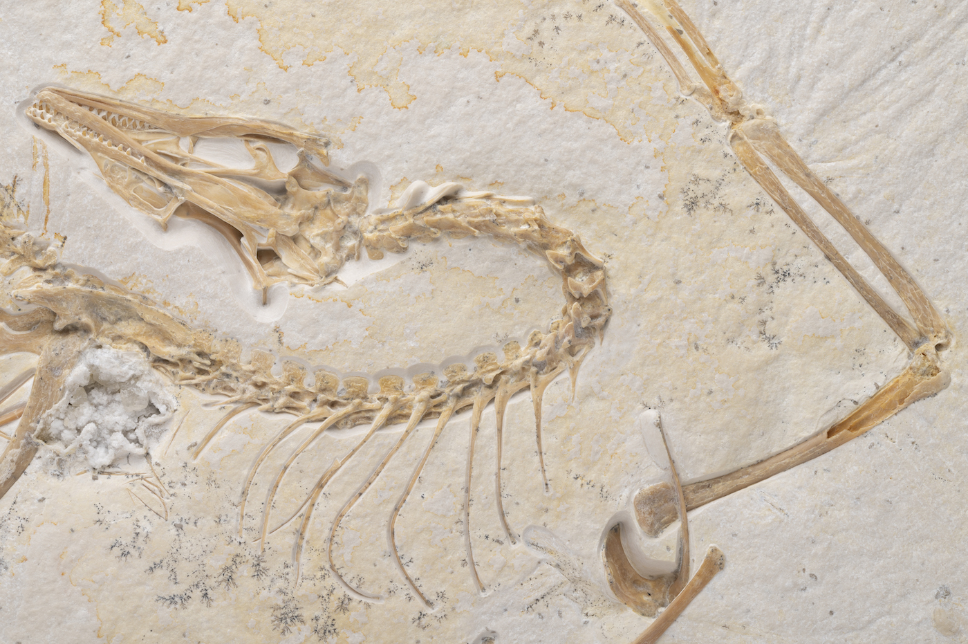 More on the Chicago Archaeopteryx