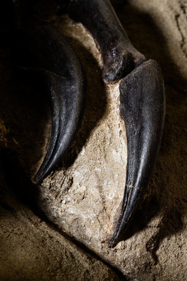 Can the Best Fossils Ever Found Answer the Biggest Dinosaur Question?