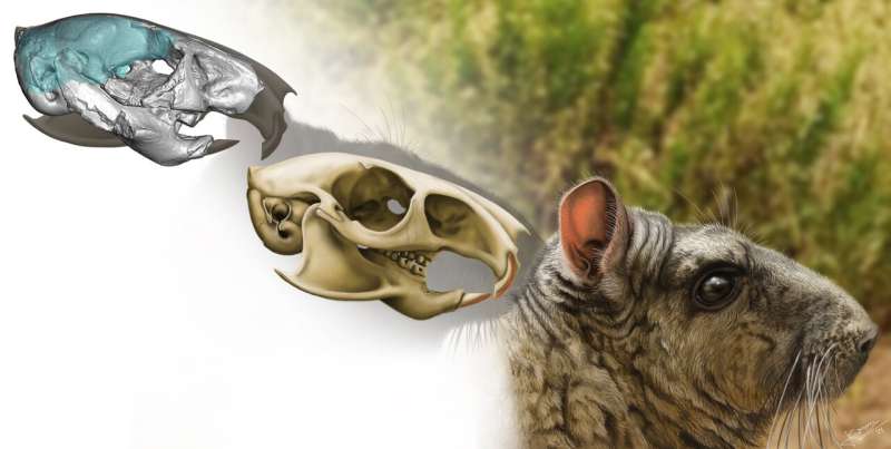 30 million-year-old cousin of chinchillas shows signs of enhanced hearing and living in groups