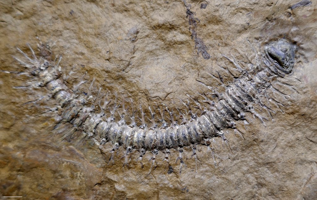 Mazon Monday #219: Acantherpestes and Myriacantherpestes