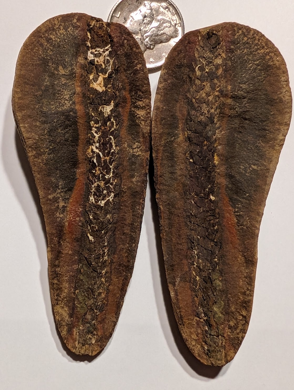 Fossil Friday #216: Lycopodites meekii