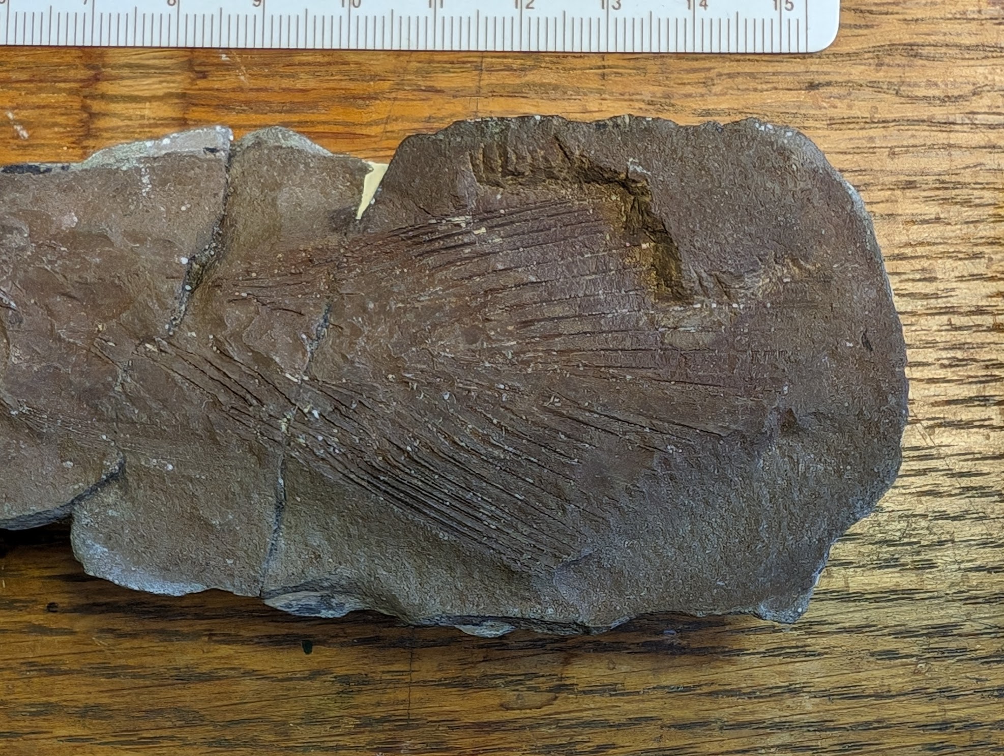 Fossil Friday #218: Rhabdoderma elegans from the Field Museum
